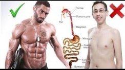Почему не растут мышцы? проблемы с пищеварением