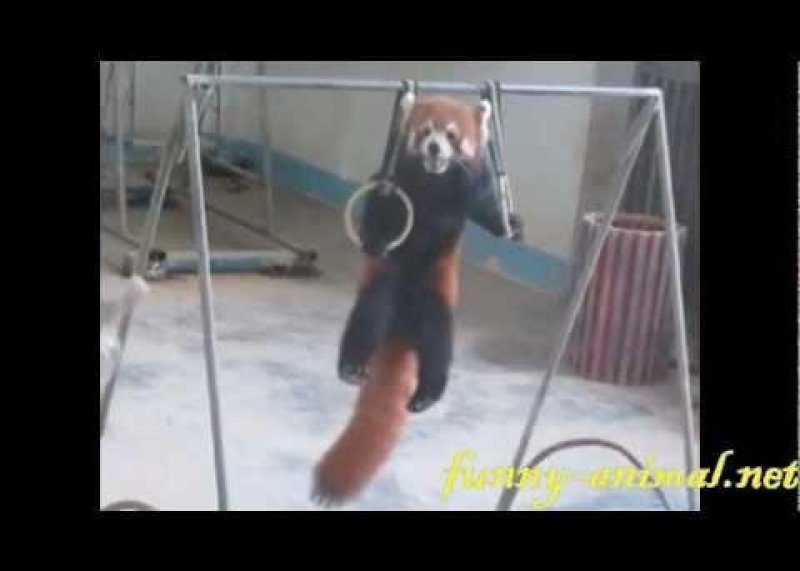 Red panda playing lift ups 小熊猫表演单杠