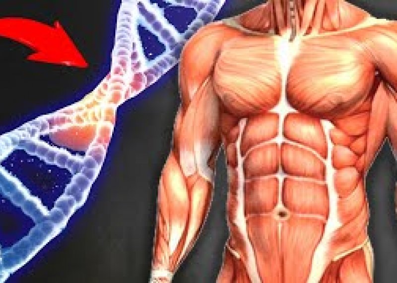Хорошая ли у вас Генетика для Роста Мышц ? ТЕСТ