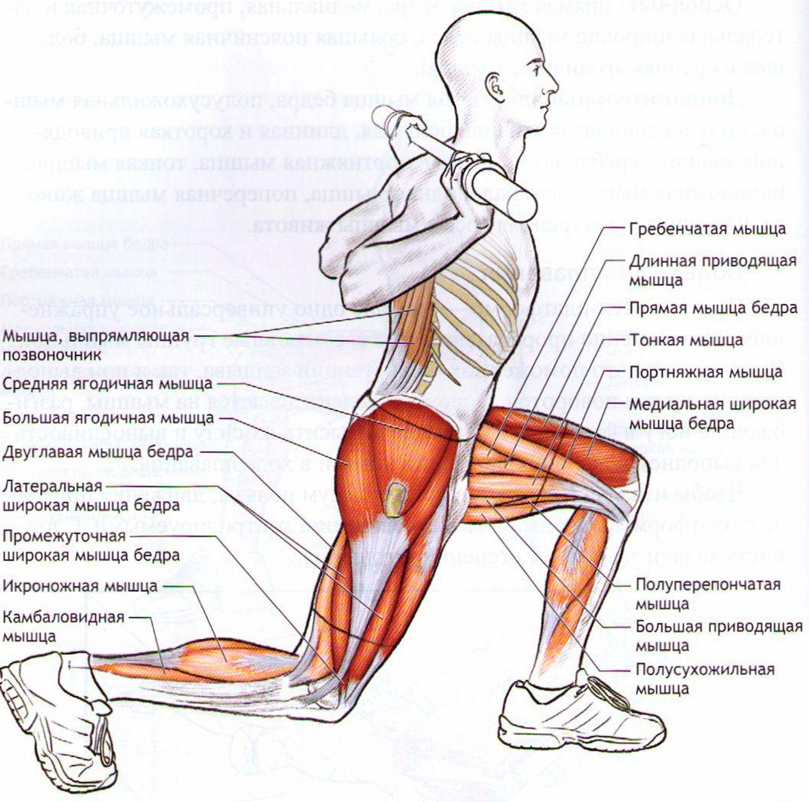 Мышцы в ляшках. Выпады анатомия. Бедра выпад мышцы. Как прокачать мышцы бедра. Как прокачать мышцы ног.