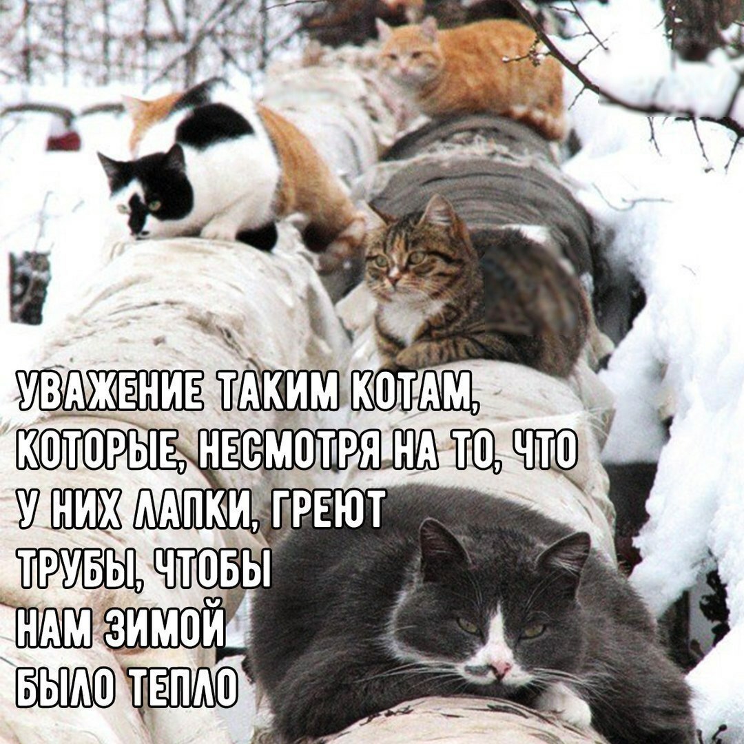 Зимой котики греют трубы