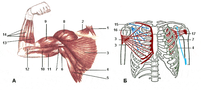 Мышцы плечевого пояса и плеча вид спереди